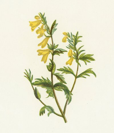 Mélampyre des prés, Melampyrum Pratense - English School